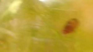 Пробую развести дафнию в домашних условиях