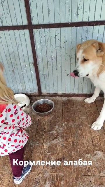 Бесстрашная девочка и алабай Барыш смотреть онлайн