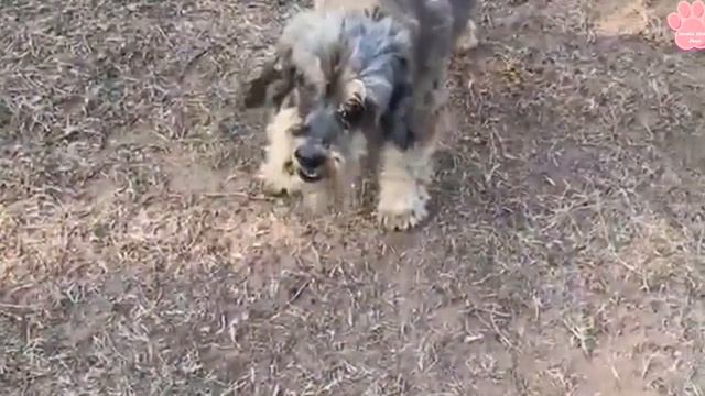 1 0 0 0 parasites! The poor dog was desperately waiting to be rescued! 犬からワームを取り除 смотреть онлайн