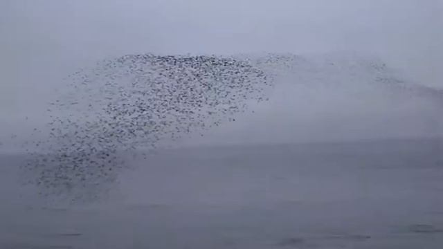 Crested Auklets of the Aleutian Islands, Alaska смотреть онлайн
