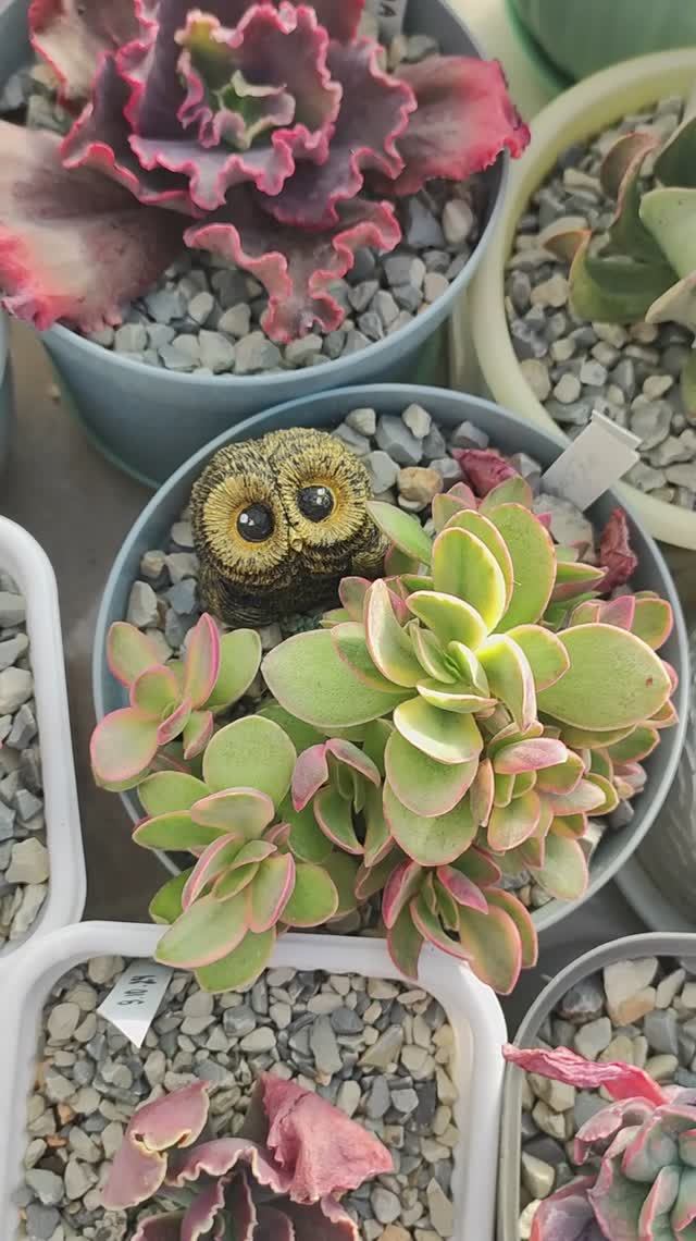 Дружные совята, которых я залила из гипса, отлично смотрятся с суккулентами смотреть онлайн
