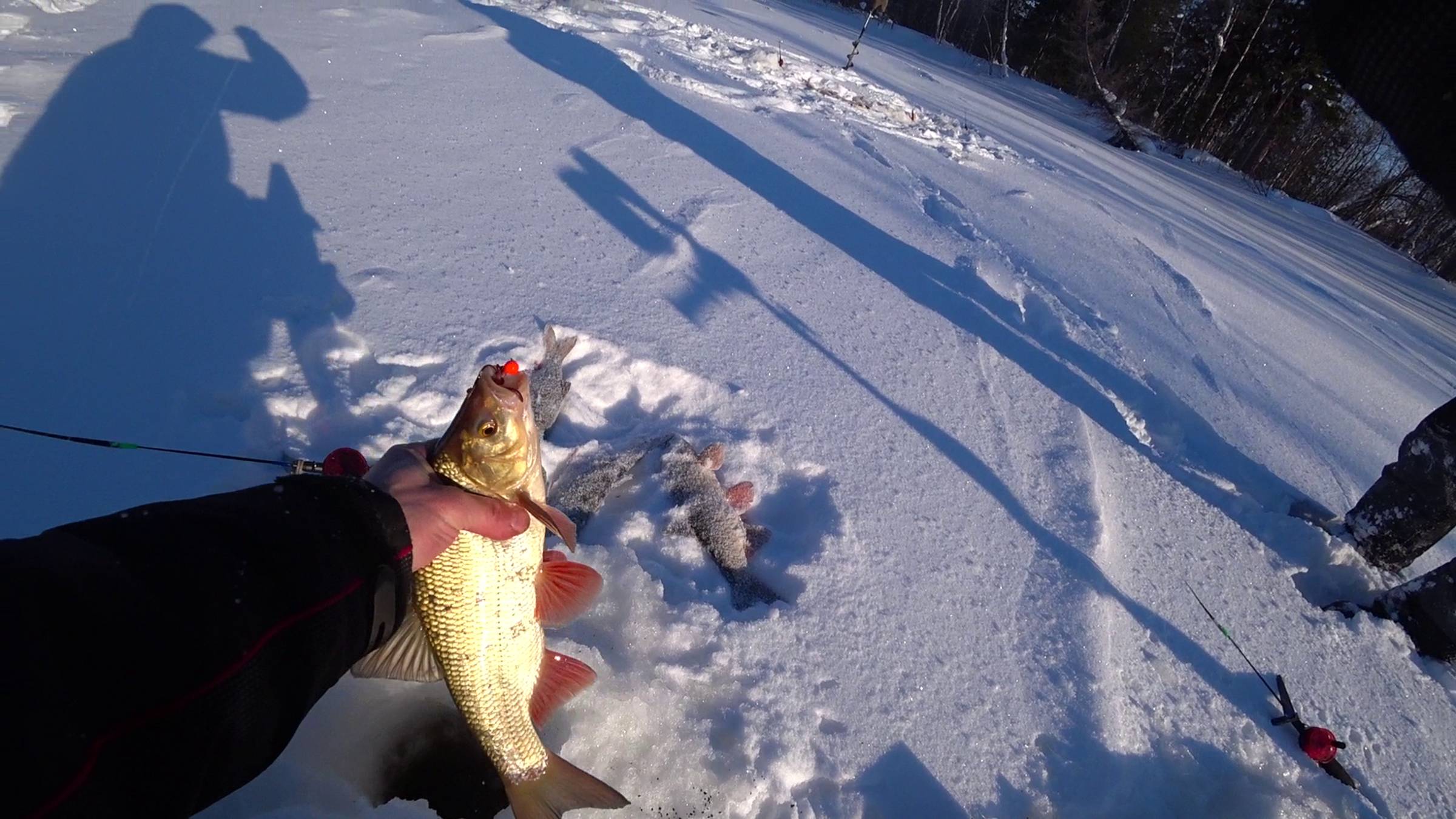 ЯЗИ И ОКУНИ РЕКИ ЕТЫ-ПУР ПОРАДОВАЛИ СВОИМ КЛЕВОМ.ЗИМНЯЯ РЫБАЛКА. смотреть онлайн