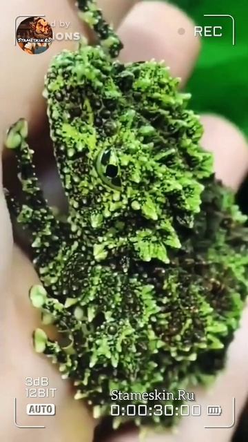 Телодерма🐸.mp4 #телодерма смотреть онлайн