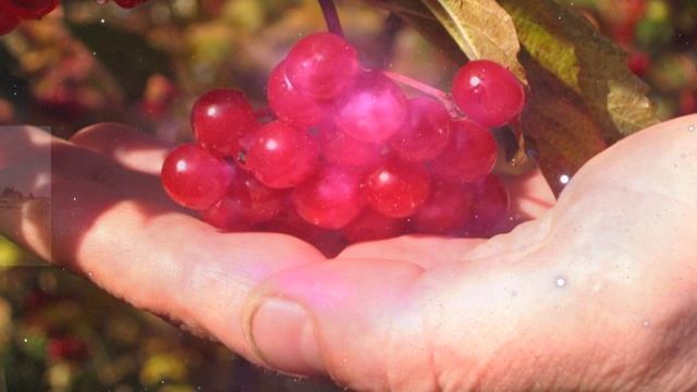 Сергей Одинцов - Ах калина красная моя… смотреть онлайн