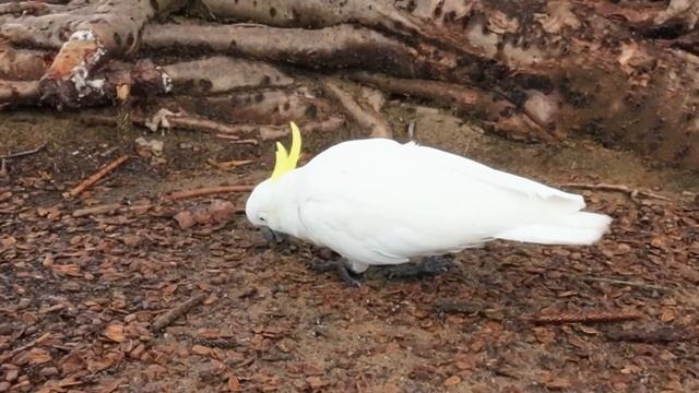 How White Cockatoos Crack Seeds | Life Span 40-60 Years | DJI Action2 Camera смотреть онлайн