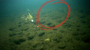 Реакция хариуса на прикормку с ванелином. Личный рецепт прикормки.