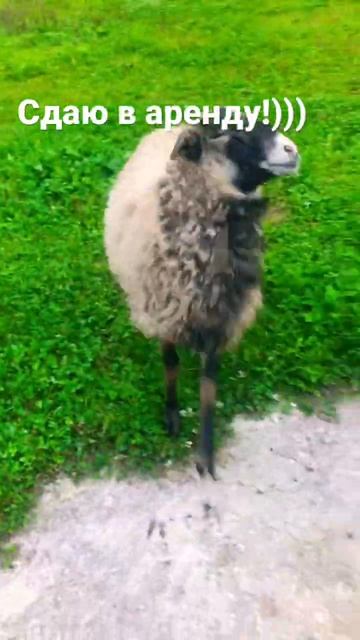 #сельскаяжизнь #татьяна #овцы #найда