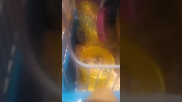 Песня хомяка бо ськи смотреть онлайн