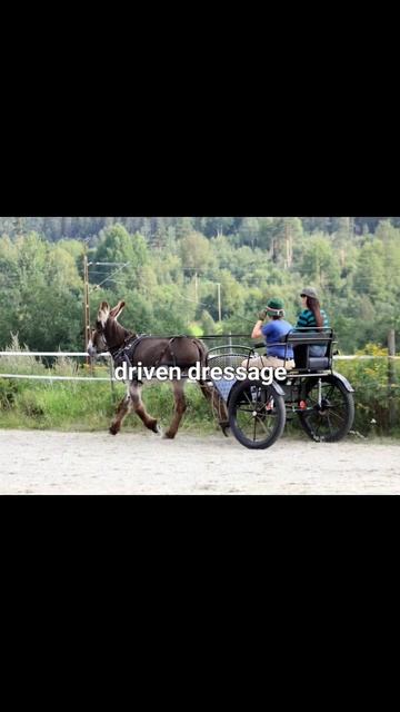 what can you do with a donkey? смотреть онлайн