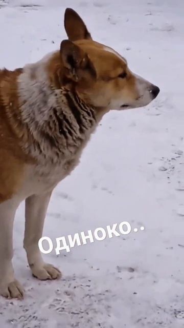 А если снегом стать..? Может кому то и буду нужен...🐶 #собаки #shоrts #shorts #short смотреть онлайн