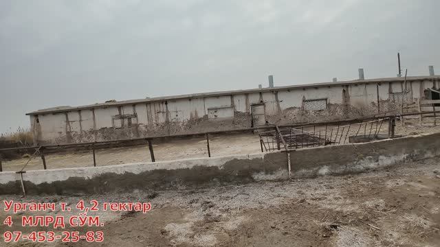 ТАЁР БИЗНЕС! КАТТА ФЕРМА СОТИЛАДИ УРГАНЧ БЕГОВОТДА смотреть онлайн