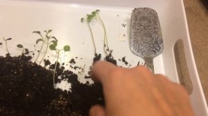 Иберис 10.03.18 Пикировка рассады ибериса