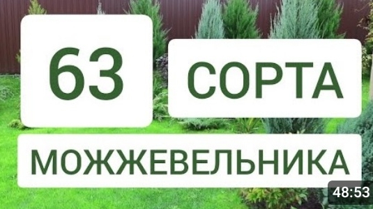 63 СОРТА МОЖЖЕВЕЛЬНИКА В 🌲МОЖЖЕВЕЛОВОМ САДУ🌲. 14.10.2024г. смотреть онлайн
