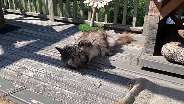 Catio Olympics #pets #animals #catvideo #cats