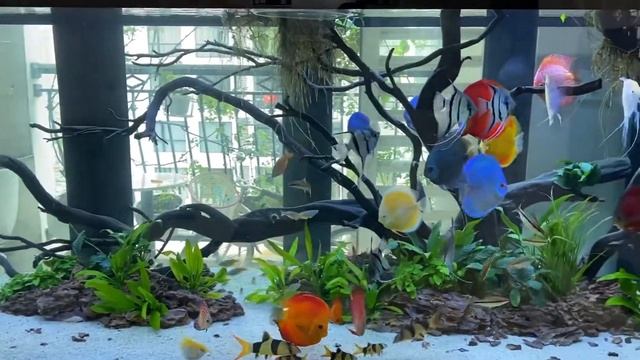 Аквариум с дискусами и скаляриями от Van Tran смотреть онлайн
