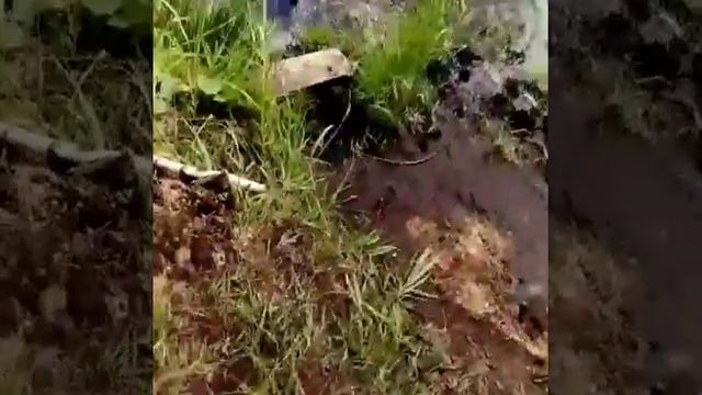 Спасение змеи смотреть онлайн