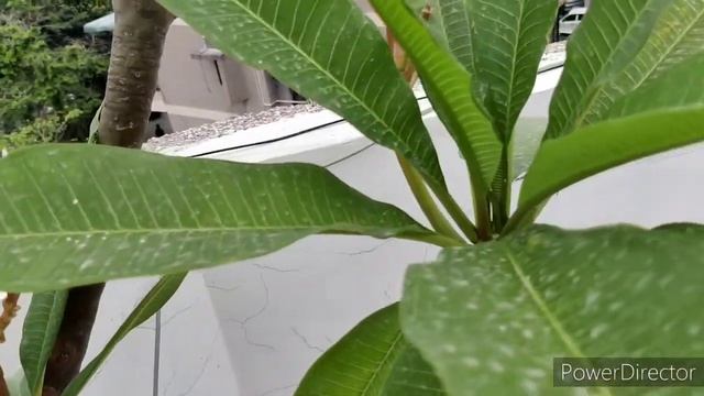 #Summercareplumeria#Champa#Frangipani@TaruVatika 278 - Summer care of Champa/Rubra/Frangipani. смотреть онлайн