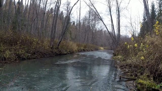 Лайки Мэни и Тарик смотреть онлайн