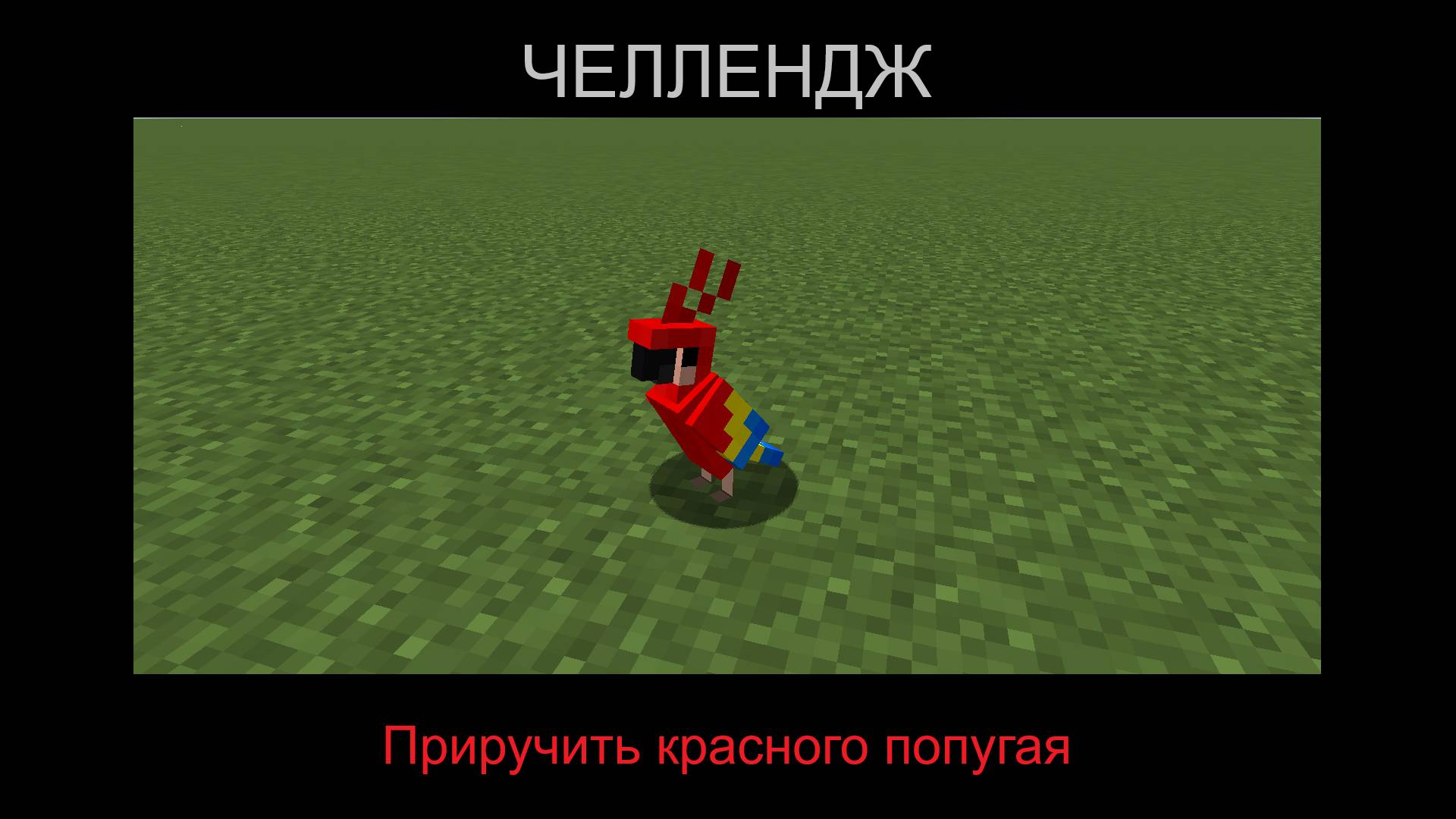 ЧЕЛЛЕНДЖ - Приручить красного попугая