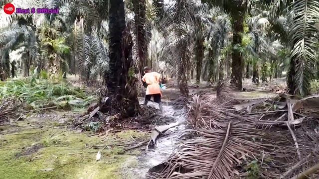 CARA APLIKASI PUPUK DOLOMITE ATAU GML‼️PADA SAWIT UMUR LEBIH DARI 8 TAHUN смотреть онлайн