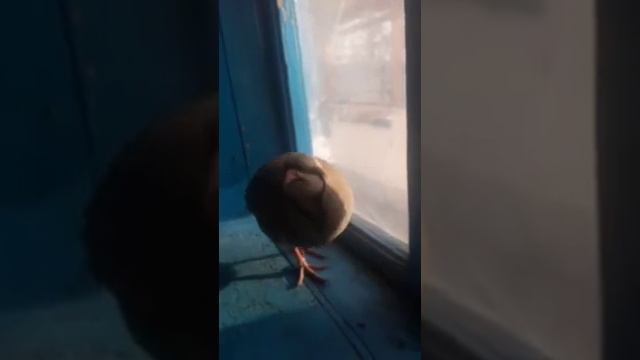 кеклик кабг точикобод нушор