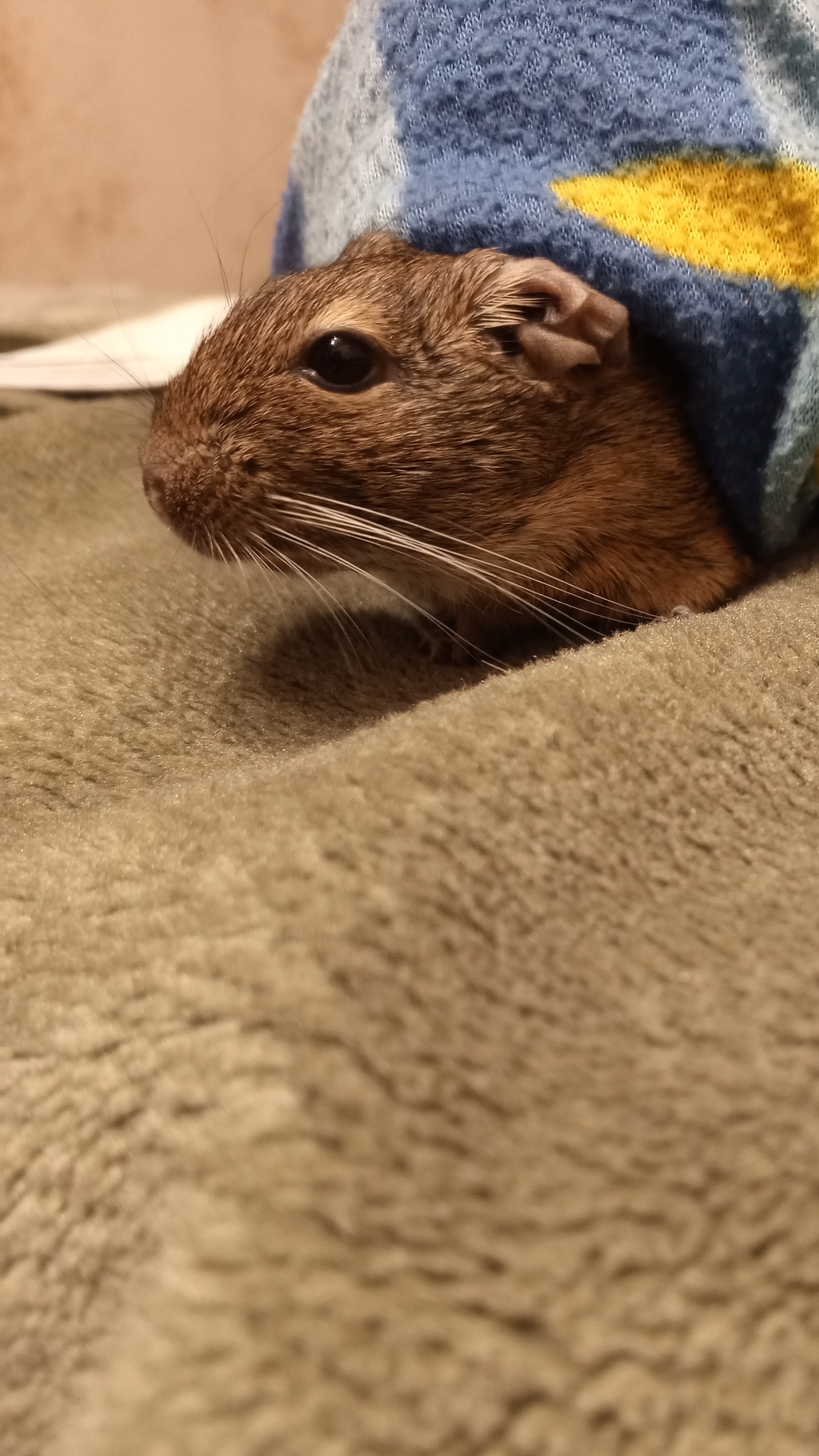 Бельчновости №1 смотреть онлайн