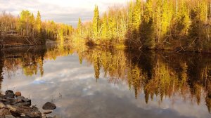 Лесная сказка