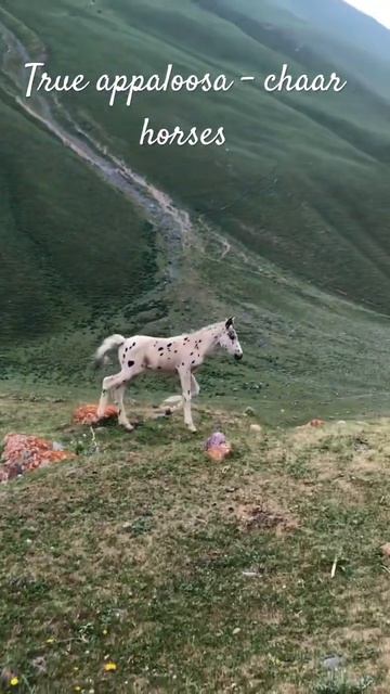 Join Us To Preserve Chaar Horses! Chaar Appaloosa Association. Https://forms.gle/m8jiMp8QEdHRQi1N8