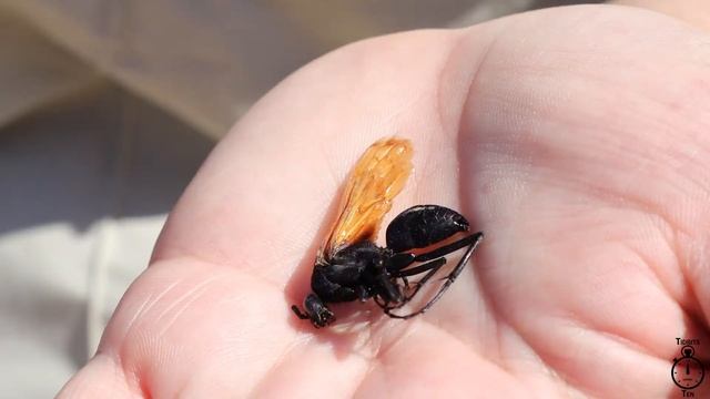 Tidbits Under Ten -- Pepsis Wasps