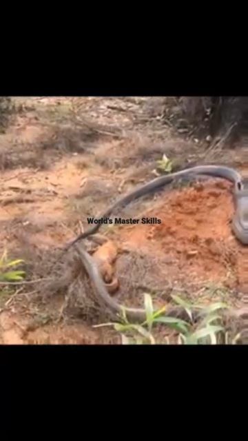 South africa forest Anaconda hunting Dragon🐉🐲🐉🐲🐲 смотреть онлайн