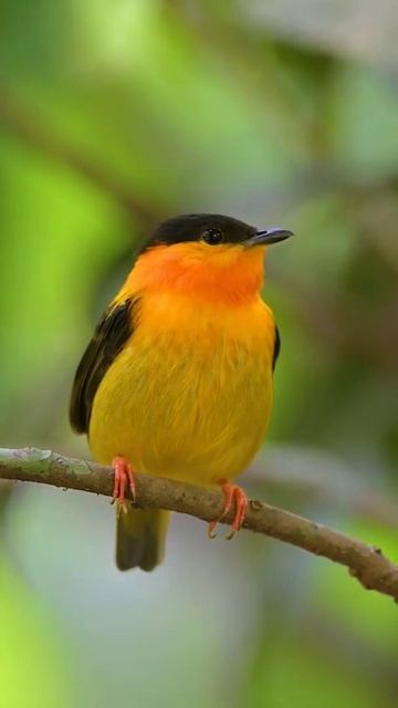 Orange Collared Manakin