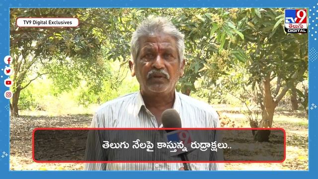 తెలుగు నేలపై కాస్తున్న రుద్రాక్షలు.. ఎక్కడో తెలుసా? - TV9 смотреть онлайн