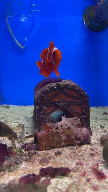 рыба клоун (Немо)😊#рыба #nemo #клоун