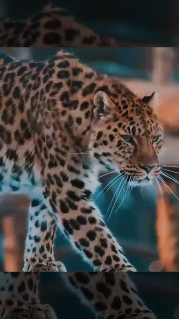 #Animals.Лев,леопард,гепард..Такие красивые,жаль что опасные!