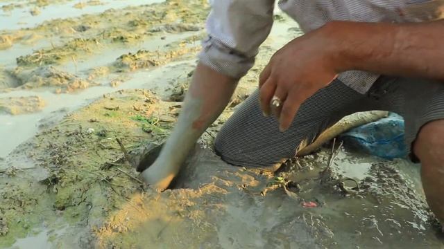 Most Satisfying Catch Lot of Big Frog in Rice Field смотреть онлайн