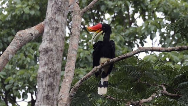 Rhinoceros Hornbill (Buceros rhinoceros) @ Thailand смотреть онлайн
