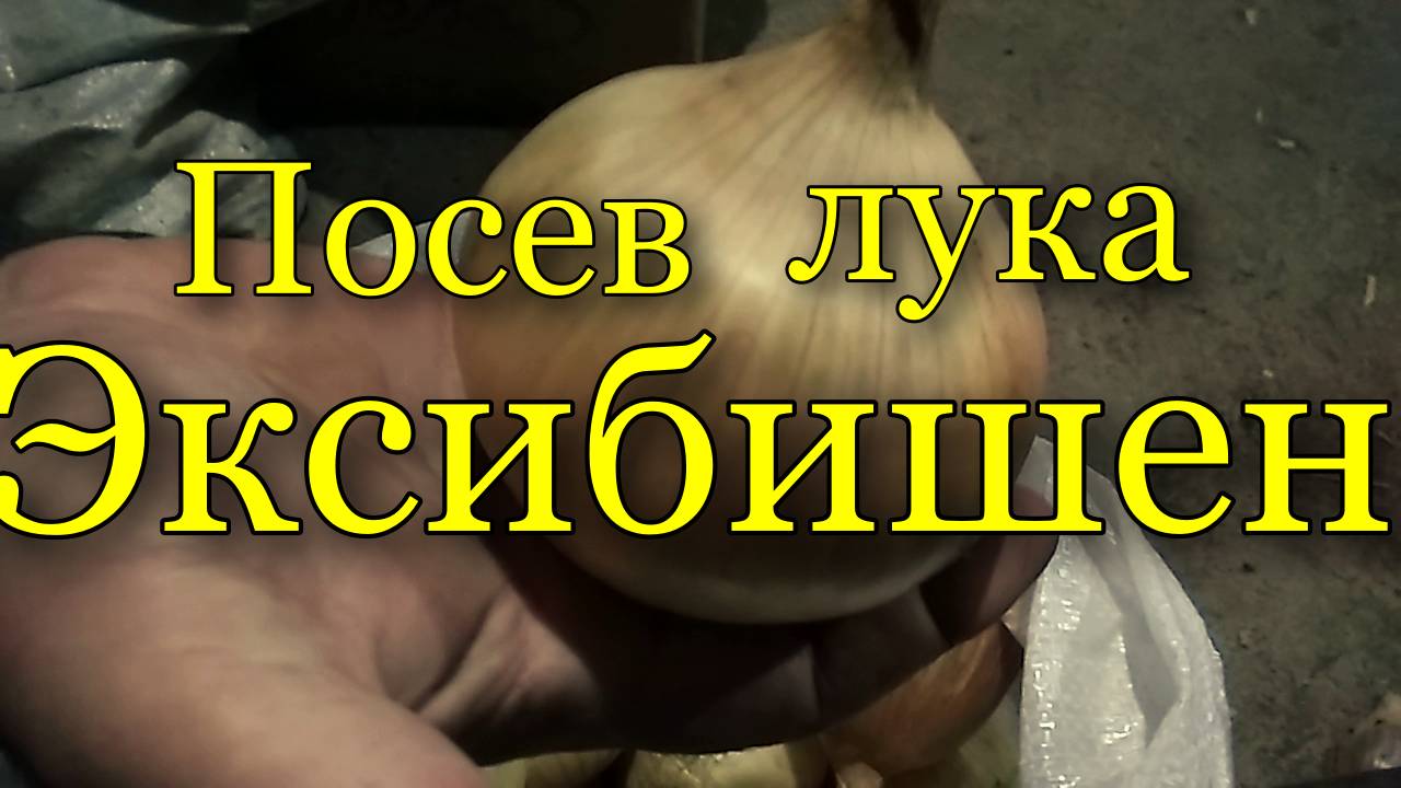 Посев лука Эксибишен на рассаду.