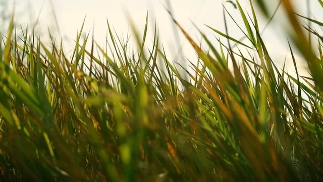 Captured Bigfoot Mystery Solved: Shocking DNA Results Revealed смотреть онлайн