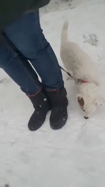 Приучаем собак к туалету. смотреть онлайн