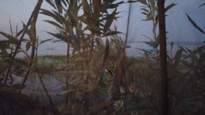 Осенняя охота  с подсадными утками .