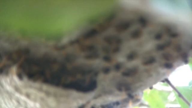 Mexican Paper Wasp removal in Mission, Tx- by Luis Slayton of Bee Strong Honey and Bee Removal 1 смотреть онлайн