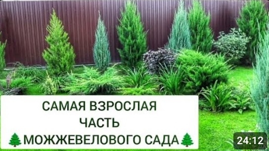 САМАЯ ВЗРОСЛАЯ ЧАСТЬ 🌲МОЖЖЕВЕЛОВОГО САДА🌲15.09.2024г. смотреть онлайн