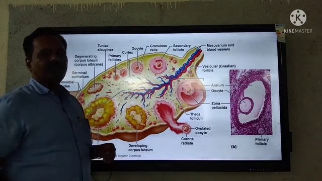 Lecture : 1 @ B.Sc. 2/ Sem. 4 /Zoology Paper VII@ Human Female Reproductive System смотреть онлайн