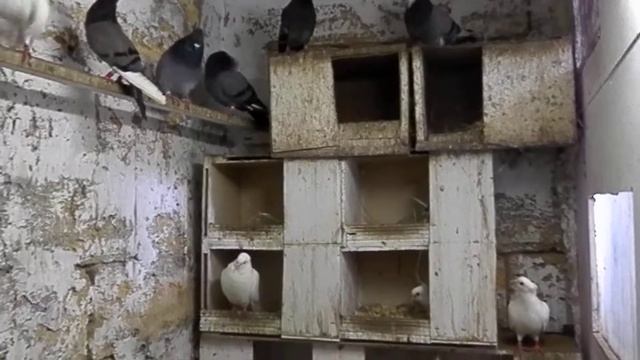 Сербы маточник смотреть онлайн