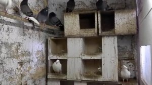 Сербы маточник