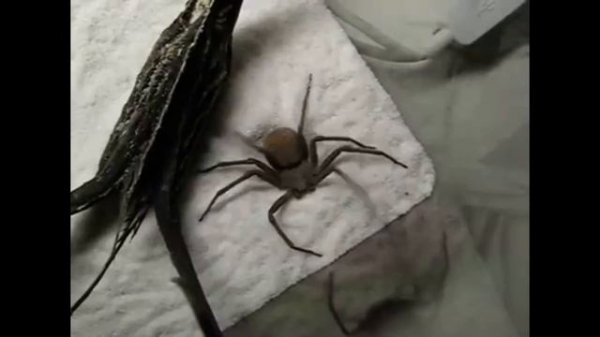 Scratch scratch spider