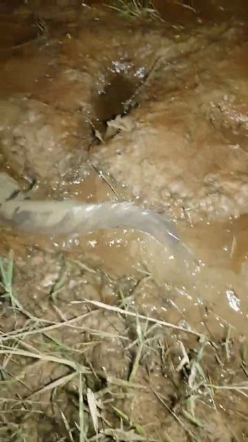 Freshwater Fish, Sturgeon, Catfish  #Short 011