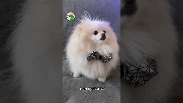 Новый выпуск с Fashion редактором! #shorts #podcast #собака #dog