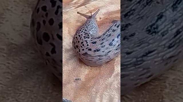 гигантский тигровый слизень смотреть онлайн