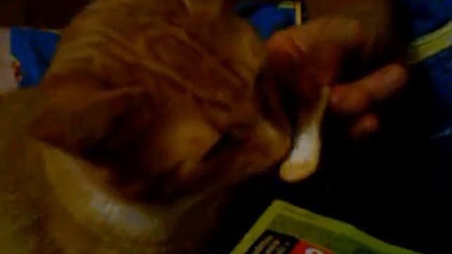 Любимый кот любит мороженое